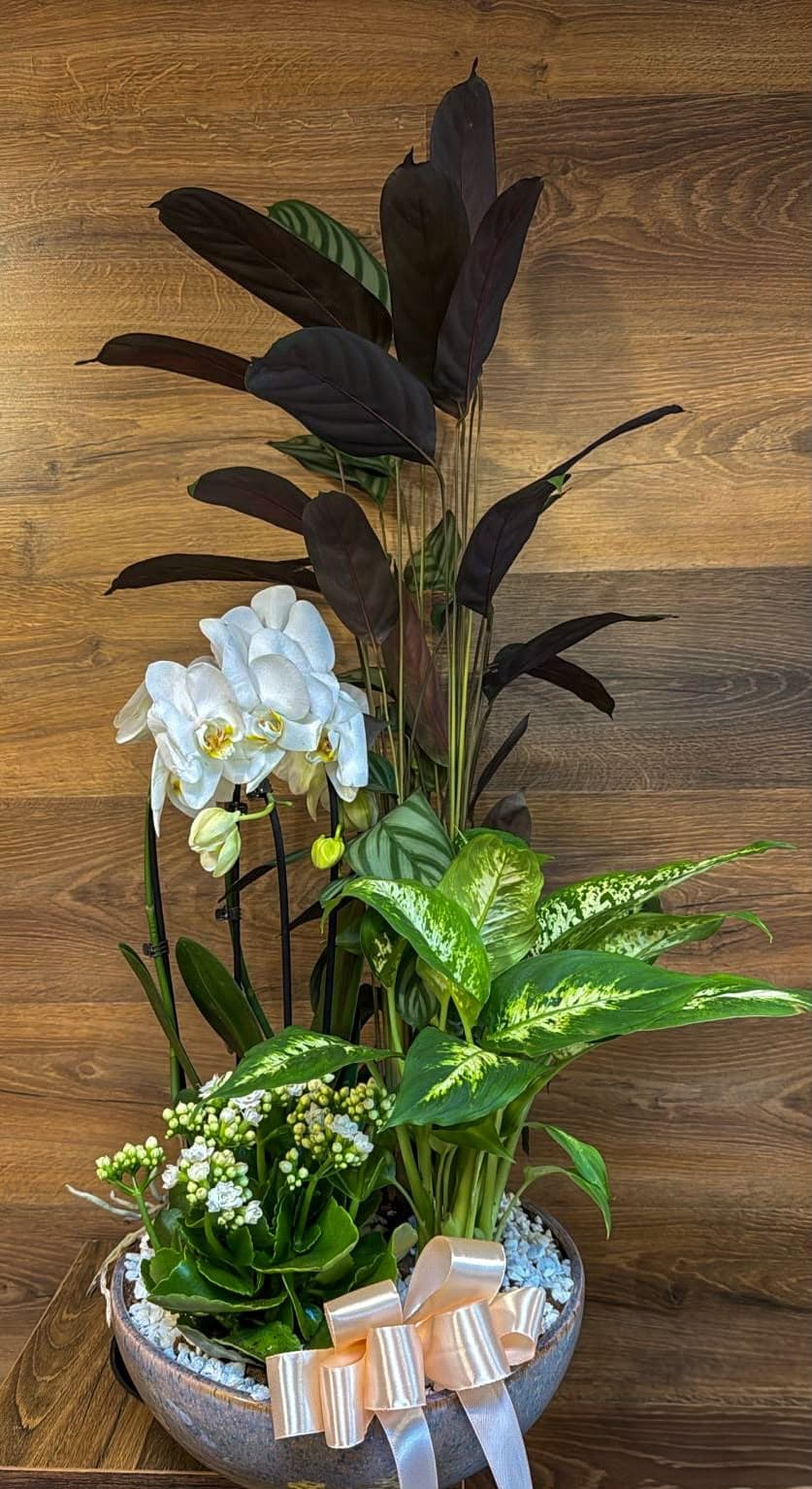 Aranjament floral elegant realizat din orhidee albe, plante decorative cu frunze verzi și kalanchoe, așezate într-un vas rotund cu finisaj elegant și fundă satinată champagne. Un cadou floral deosebit pentru aniversări, ocazii speciale sau pentru a surprinde o persoană dragă.